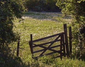 Robert Herrick - To Meadows