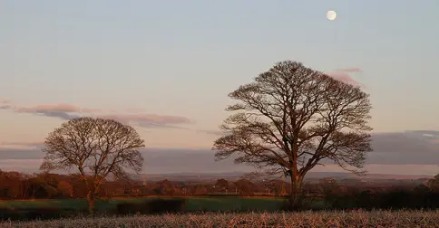 November_trees_at_dusk