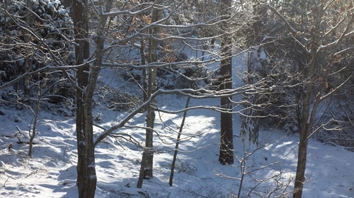 January Poems - Seven Classic Poems about this Winter Month ! Snowy_branches_in_Brastad