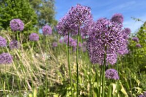 alliums blooming in late summer